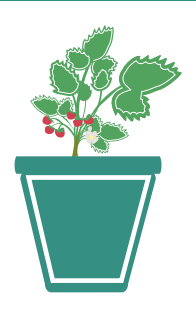 planter des fraises 